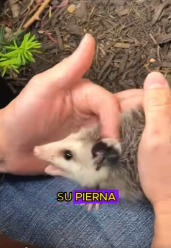 L2901006 Una zarigüeya fue asesinada por dos personas (Parte 2)