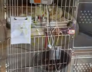 R2901002 Cuando los humanos eligen compasion (Parte 2)