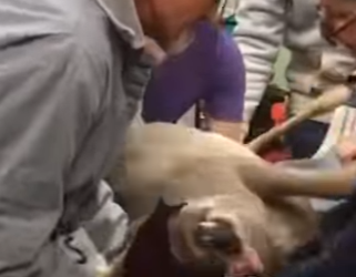 R2901001 De fragil a protegido (Parte 2)