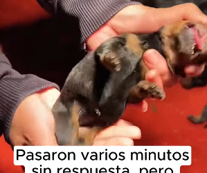 R2901006 De fragil a protegido (Parte 2)