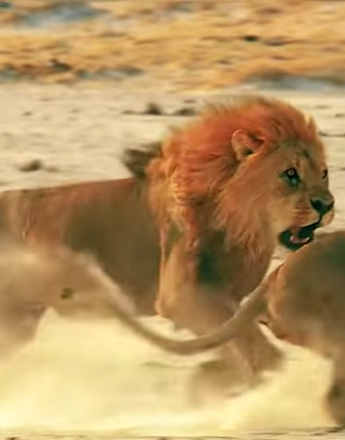 N0501003 Los Leones mas Temidos del Planeta! (Parte 2)