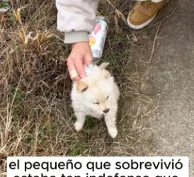 R2901012 Cada rescate es una victoria (Part 2)