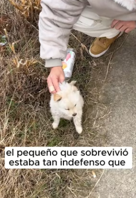 R2901012 Cada rescate es una victoria (Part 2)