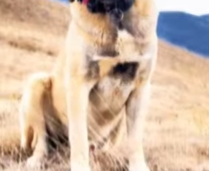 N0501006 Kangales Turcos vs Lobo! (Parte 2)