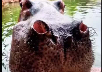 N0501002 Leones Intentan Cazar un Hipopótamo! (Parte 2)