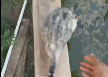 A2801002 Una vida salvada, un futuro cambiado (Parte 2)