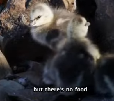 C2601011 This rescue gave hope (Part 2)