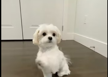 Z2601012 A gentle start to a better life (Part 2)