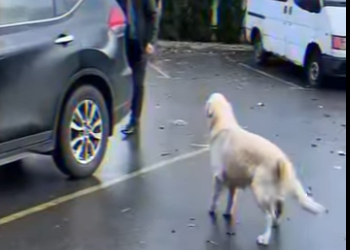 El amor protege a los inocentes (Parte 2)