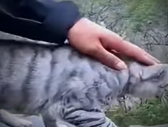 V2801003 Este rescate devolvió la fuerza. (Parte 2)