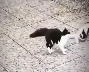 V2801005 Un aterrizaje suave tras una dura caída. (Parte 2)