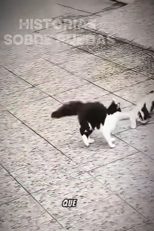 V2801005 Un aterrizaje suave tras una dura caída. (Parte 2)