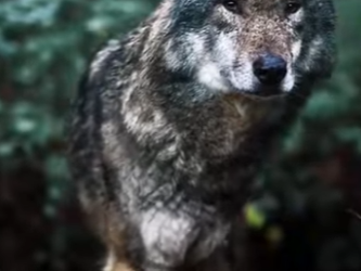 N0101024 Manada de Lobos Intentan Cazar Burro! (Parte 2)