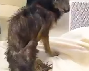 I2801001 skin bones to such happy, beautiful pup (Part 2)