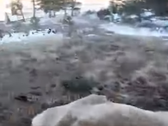 I2801003 Trapped elk had completely given up when wild (Part 2)