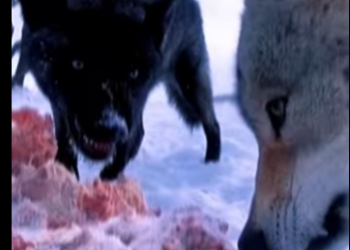 N0101021 Lobo Intenta Cazar un Ternero! (Parte 2)