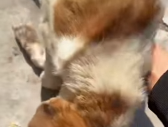 R2901005 La compasion abrio un nuevo camino (Parte 2)