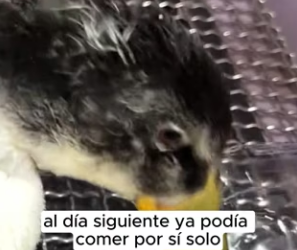 R2901014 Un corazon mas fuera de peligro (Parte 2)