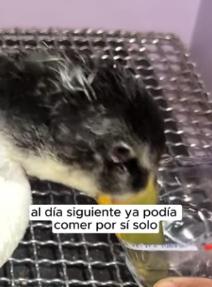 R2901014 Un corazon mas fuera de peligro (Parte 2)