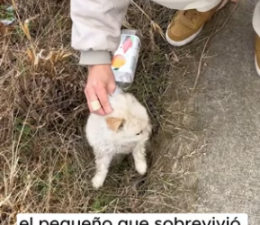 R2901012 Del abandono al abrigo (Parte 2)