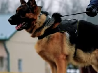 N0101002 Pastor Alemán vs Leopardo! (Parte 2)