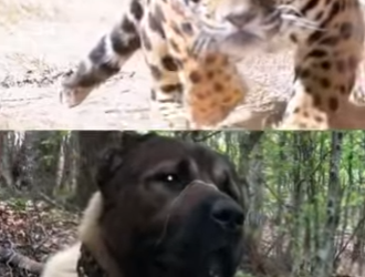 N0101011 Leopardo Intenta atacar un Kangal Turco! (Parte 2)