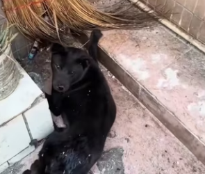 R3101004 Un pequeno gesto salvo una vida (Parte 2)