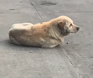 R3101001 Hoy una vida encontro refugio (Parte 2)