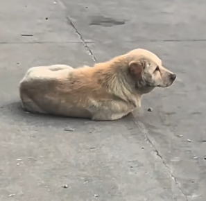 R3101001 Hoy una vida encontro refugio (Parte 2)