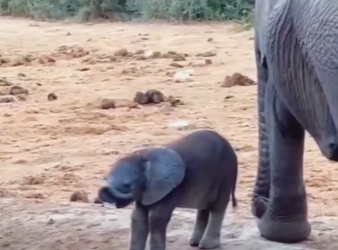 A2901007 La compasion nunca llega tarde (Parte 2)