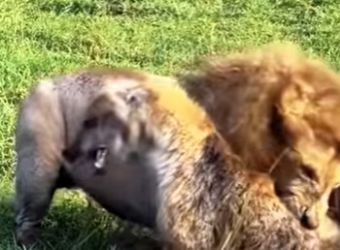 N0101019 Leon vs Hienas! (Parte 2)