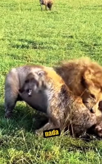 N0101019 Leon vs Hienas! (Parte 2)