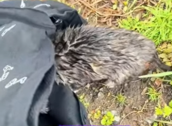 A2901001 Hoy gano la humanidad (Parte 2)