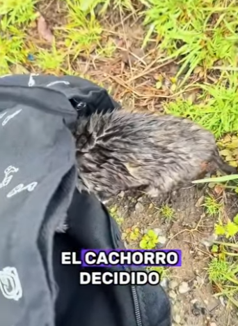 A2901001 Hoy gano la humanidad (Parte 2)