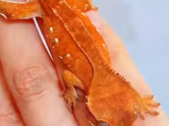 A2901006 De la soledad al acompañamiento (Parte 2)