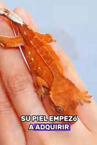 A2901006 De la soledad al acompañamiento (Parte 2)