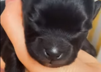 A2901004 Una segunda oportunidad nacio hoy (Parte 2)