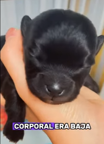 A2901004 Una segunda oportunidad nacio hoy (Parte 2)