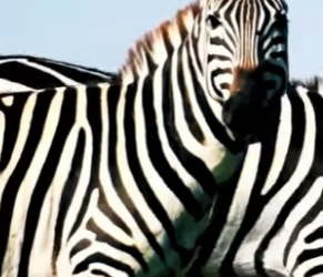 N0101020 Leona Intenta Cazar una Cebra! (Parte 2)