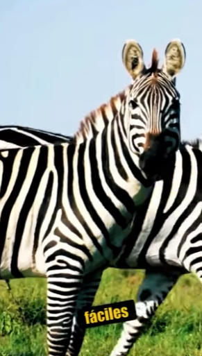 N0101020 Leona Intenta Cazar una Cebra! (Parte 2)