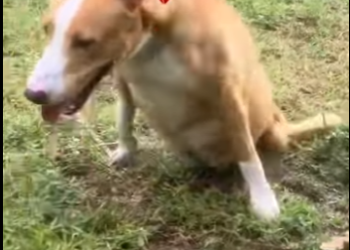 M2901004 De la fragilidad a la protección (Parte 2)