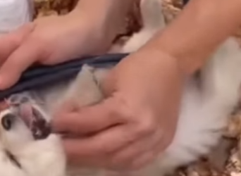 M2901011 El rescate trajo descanso (Parte 2)