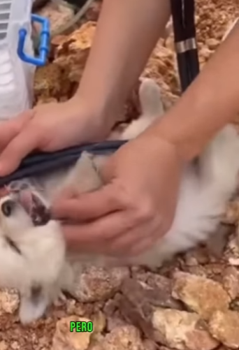 M2901011 El rescate trajo descanso (Parte 2)