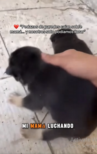 M2901003 El amor construye un nuevo inicio. (Parte 2)