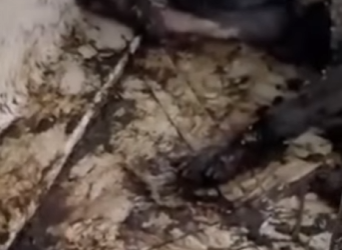 M2901006 Una vida mas a salva (Parte 2)