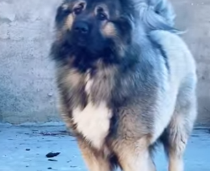 N0101023 Pastores Caucásicos vs Lobos! (Parte 2)