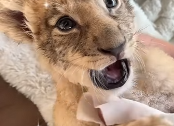 Z2801001 From hurt to healing hands (Part 2)