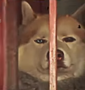 V2930005 De la fragilidad a la protección (Parte 2)