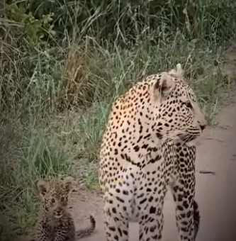 V2930003 La esperanza regreso con ayuda (Parte 2)