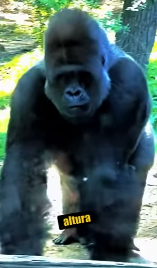 N0101009 Cocodrilo Intenta Cazar la Cría de un Gorila! (Parte 2)